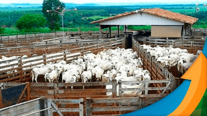 Boi: Boas vendas no início de mês, exportações recordes  e retenção de animais mudam preços da arroba com negócios que chegam a R$300 em SP