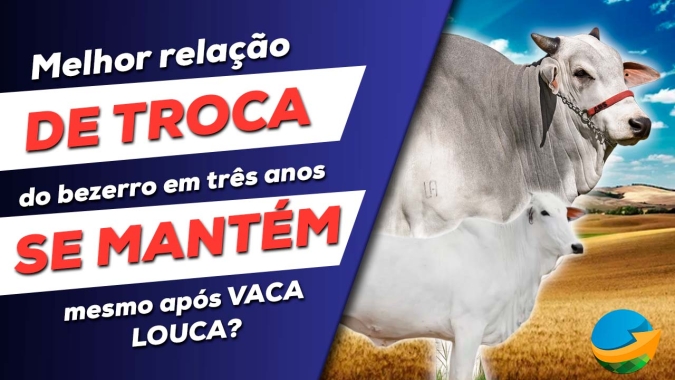 Relação de troca do bezerro é uma das melhores dos últimos 3 anos, mas o que pode acontecer com os preços após caso atípico de vaca louca