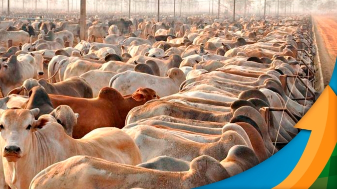 Carnes: Cortes do dianteiro são os mais pressionados e cotações recuam 17% em pouco mais de um mês, traseiro perde 3,5%