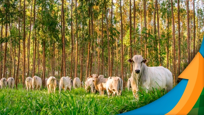 Embrapa aponta caminhos para pecuária brasileira reduzir emissão de metano e cumprir pacto firmado na COP 26