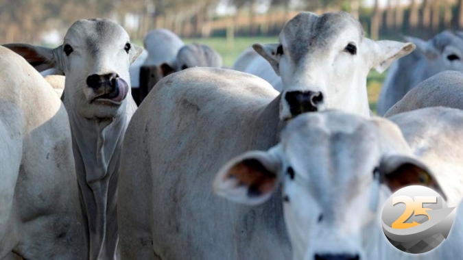 A evolução da pesquisa pecuária com resultados que atendem o comprador mais exigente e o pecuarista que busca mais eficiência na atividade