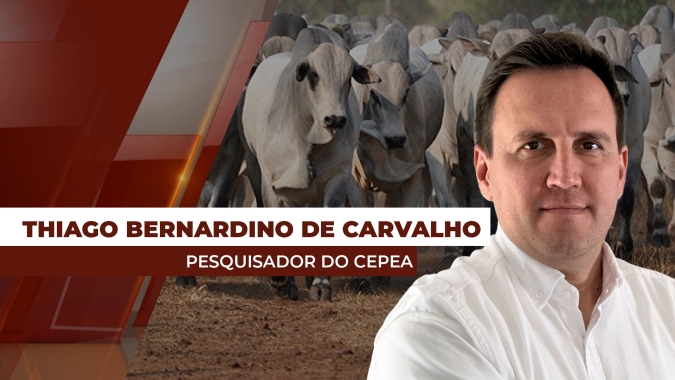 Janeiro termina com alta de 1,5% no preço da arroba bovina
