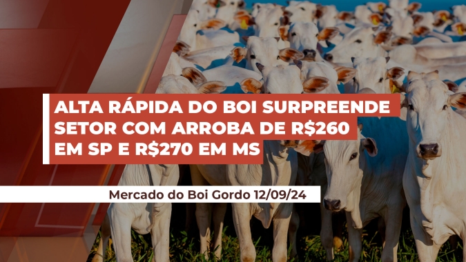 Surpresa! Boi engata movimento de alta com negócios ocorrendo a R$ 260 por arroba em SP e R$ 270 em MS considerando premiações
