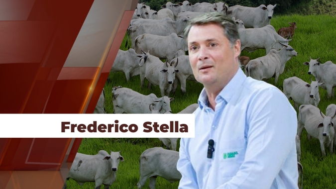 Saída de gado que estava confinado represado em novembro entra no mercado neste mês de dezembro e derruba preços no MS