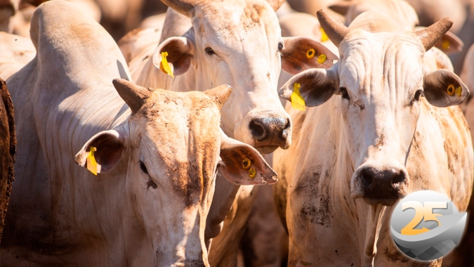Boi Gordo: China ausente das importações de carne bovina brasileira há quase 50 dias ajuda a manter pressão sobre cotações da arroba
