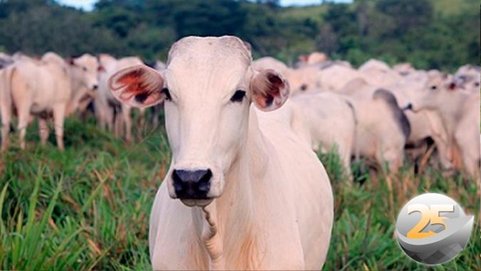 Frigoríficos que exportam para a China começam a formar estoque e pecuaristas lutam com cotações da arroba na casa dos R$ 290,00
