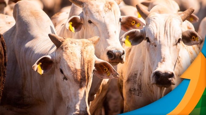 Fôlego para segurar animais nos confinamentos está ficando cada vez mais curto e oferta pode aumentar a partir de outubro, alerta Radar Investimentos