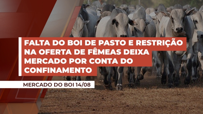 Falta do boi de pasto e restrição na oferta de fêmeas deixa mercado por conta do confinamento, que tem se mostrado insuficiente no primeiro giro; arroba segue firme