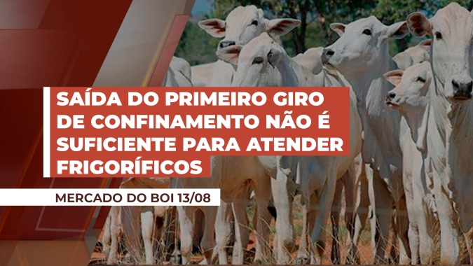 Boi: saída do primeiro giro de confinamento não é suficiente para atender o apetite dos frigoríficos que registram boas margens; arroba segue firme