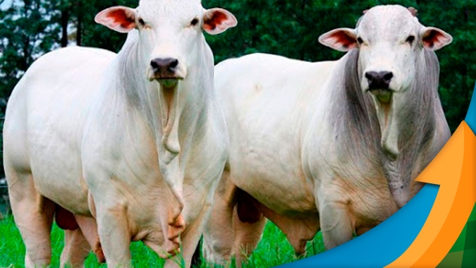 Mercado do boi mais firme em MS com maior equilíbrio entre oferta e demanda; vacas continuam sendo exceção