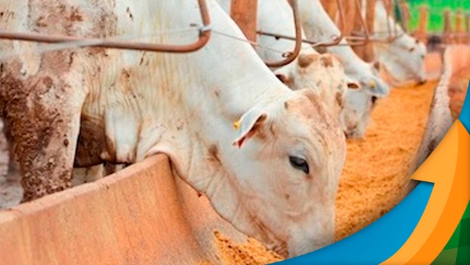 Boi: Programa da Cargill avalia rotinas de confinamento e destaca práticas que sinalizam melhor resultado financeiro para o pecuarista; conheça os detalhes