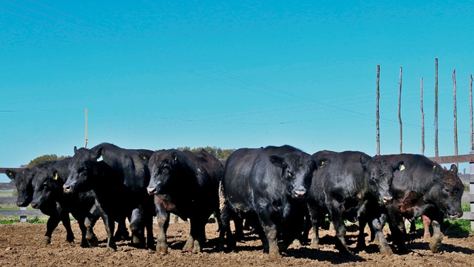 Nova avaliação genômica seleciona bovinos de corte para eficiência alimentar