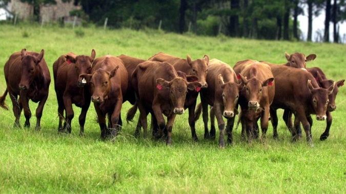 Carne produzida no bioma Pampa conquista selo de identificação