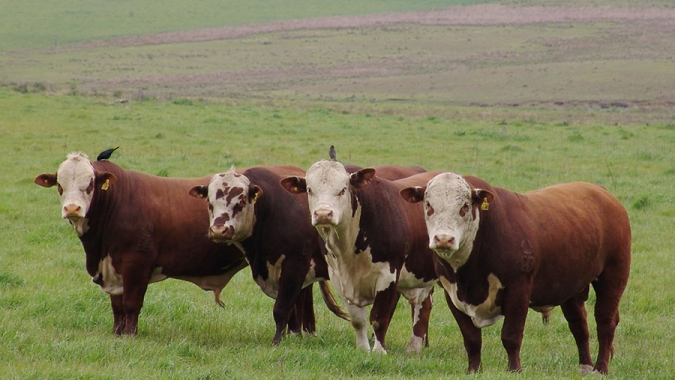 Pesquisa mostra que 96% dos pecuaristas são favoráveis ao Instituto Gaúcho da Carne