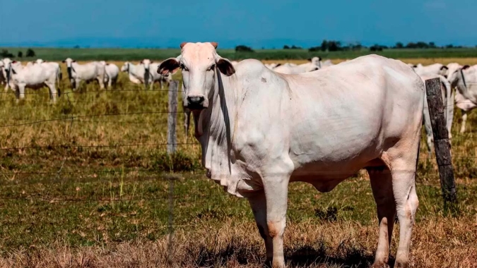 Agrobrazil:  Mercado do boi gordo apresenta comportamento misto entre os estados monitorados