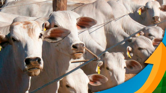 Consumo de carne bovina durante o carnaval  e necessidade de reposição dos estoques devem direcionar o mercado do boi