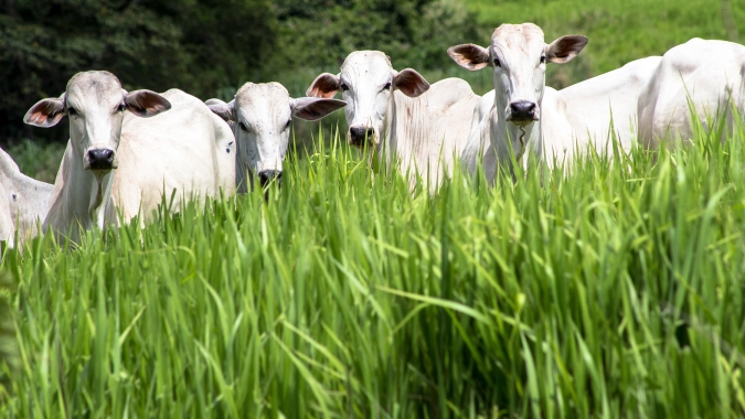 Suplementação adequada, quantidade e qualidade do pasto definem o desempenho na engorda de bovinos a pasto