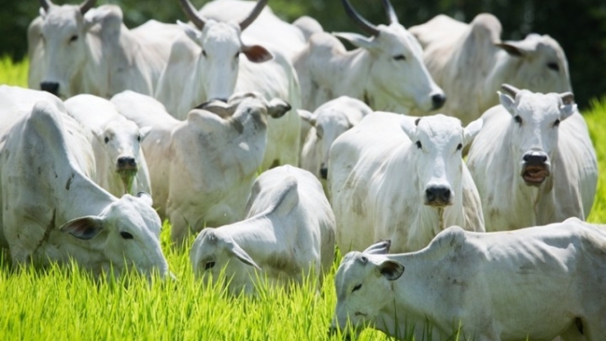SRB manifesta preocupação com possíveis restrições da UE à proteína animal do Brasil