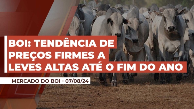 Entressafra finalmente se estabelece com tendência de preços firmes a leves altas para arroba do boi até o final do ano