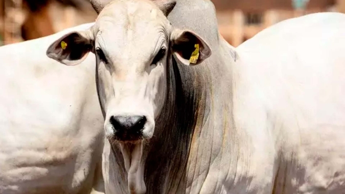 Oferta de carne bovina aumenta 14% no primeiro semestre e faz preços no varejo recuarem 6,2% em média