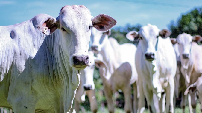 Boi/Cepea: Preços da reposição e da vaca sobem
