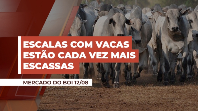 Escalas com vacas estão cada vez mais escassas e oferta de boi fica mais disputada com negócios a R$230 por arroba em GO
