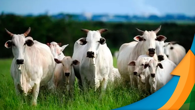Pecuaristas de GO já falam em prejuízos com atraso na entrega do boi e cotações pressionadas