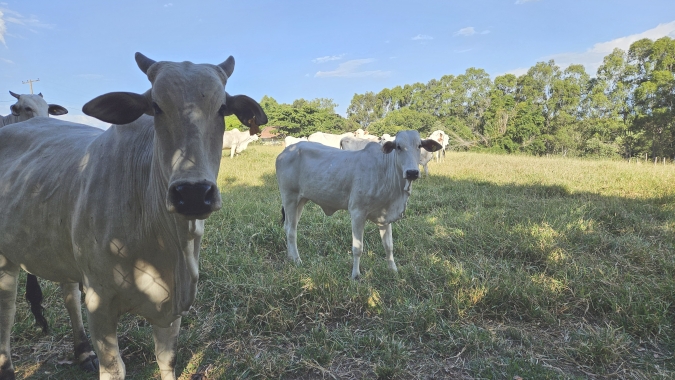 Alerta aos pecuaristas: frio intenso ameaça rebanhos e exige medidas urgentes para evitar mortes por hipotermia