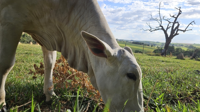 Boi/Cepea: Oferta doméstica de carne é recorde no começo de 2025