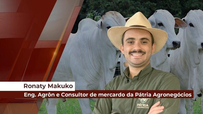 Bezerro inicia trajetória de alta, mas ainda com bom momento para compra; já o boi magro valorizado requer atenção