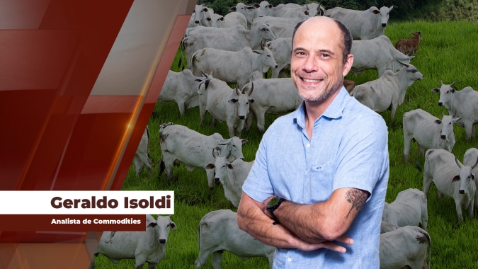 Movimento de alta entre os preços da arroba continua neste início de novembro, porém, mais contido do que nos últimos meses