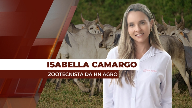 Mercado do boi: atacado melhora movimentação nesta quarta-feira (29)