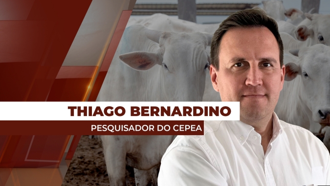 Pressão baixista prevalece até este final de fevereiro para os preços da arroba do boi gordo