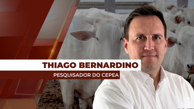 Pressão baixista acaba reduzindo preços da arroba do boi gordo