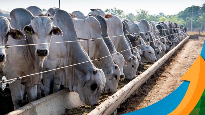 Segundo semestre começa positivo para arroba do boi com oferta mais restrita de animais e demandas enxugando produção de carne