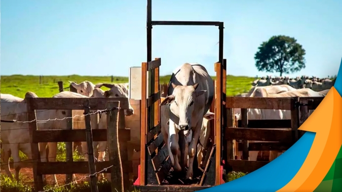 Relação de troca na reposição piora com bezerro de R$300 a arroba; cotação já é realidade em algumas praças do país