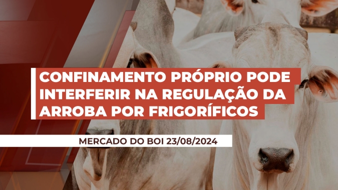 Atenção para o aumento na oferta de boi confinado no final de setembro e alerta para o poder dos frigoríficos na regulação da arroba