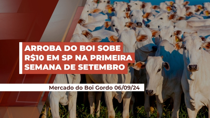 Boi gordo em setembro já subiu quase R$10 por arroba em SP e tem fôlego para novas altas
