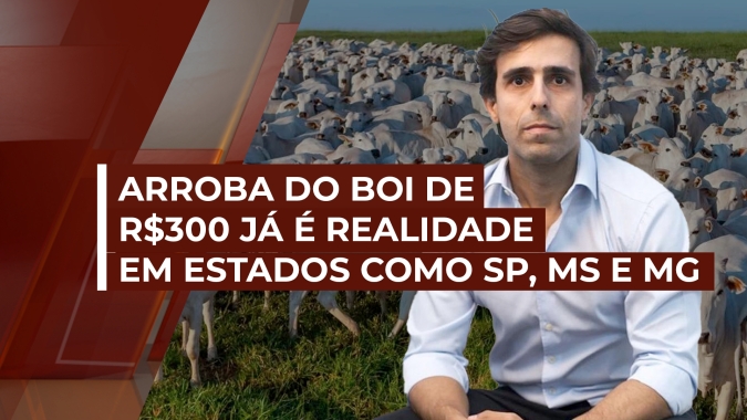 Arroba do boi de R$300 já é realidade em estados como SP, MS e MG e ainda com tendência de alta