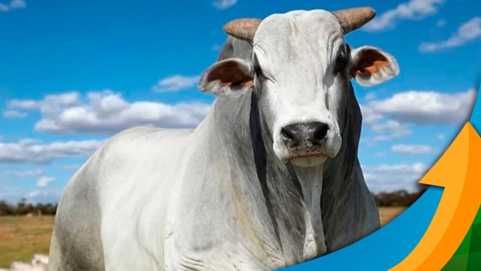 Liquidação de animais no ano passado e atraso na oferta por conta das pastagens sustentam preços da arroba do boi
