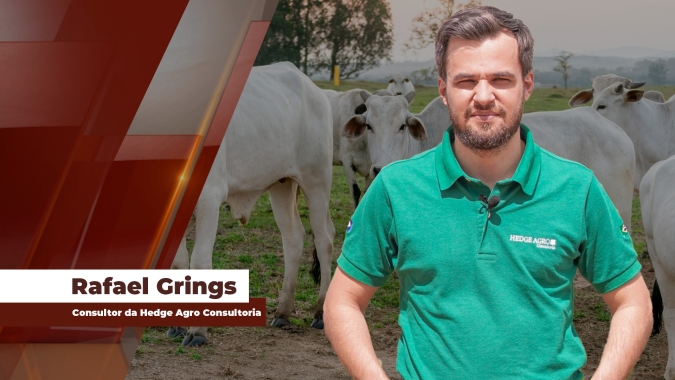 Boi gordo começa mais uma semana com referências acima dos R$ 340/@ em SP e com espaço para novas altas