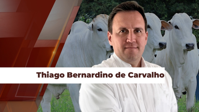 Após registrar recorde histórico nominal de R$352,65/@ no indicador Cepea, preços do boi recuam e atenção fica para a demanda de fim de ano