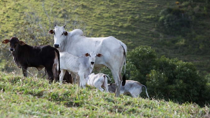 Pecuarista deve ficar atento ao prazo da 1ª etapa de vacinação contra a brucelose