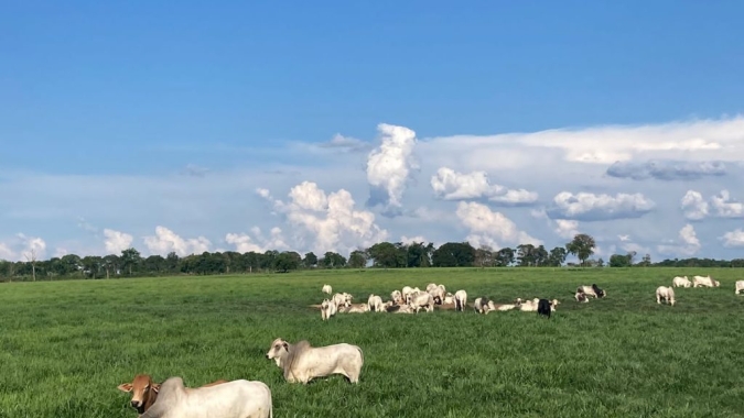 Embrapa Pecuária Sul apresenta tecnologias para melhorar produtividade na agropecuária na Expodireto