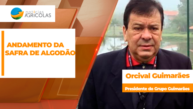 Colheita do algodão em MT avança com alta produtividade, mas chuvas atípicas geram alertas para a qualidade da pluma
