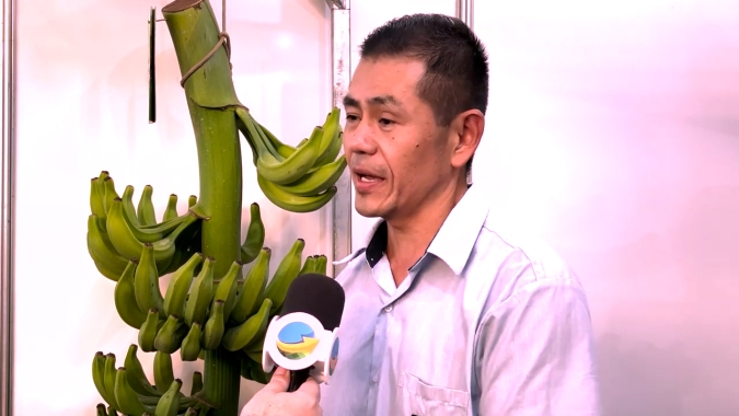 Nova cultivar de banana prata foi descoberta a partir da observação à campo de um produtor e possui característica agronômicas diferenciadas na produção