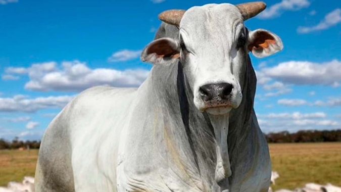Agrobrazil: mercado do boi gordo registra estabilidade nas principais praças pecuárias