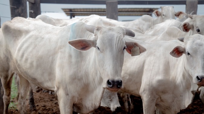 Agrobrazil: Mercado do boi gordo tem variações diversas nos preços e mudanças nas escalas de abate