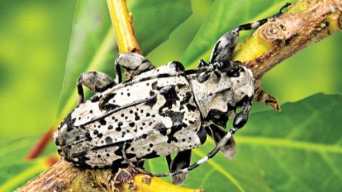 Broca exige controle e bom manejo do erval