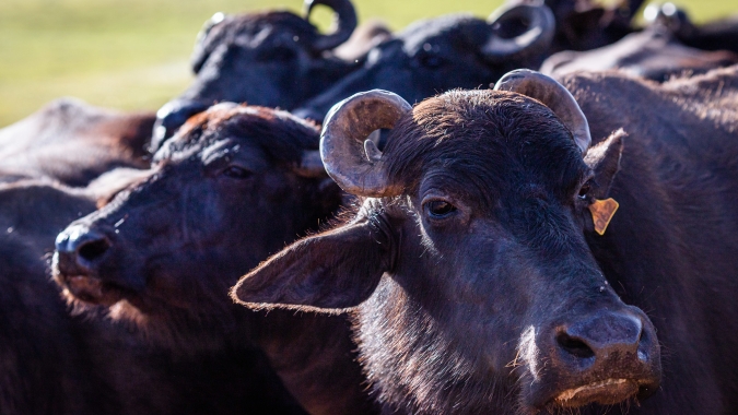 Grupo de agricultores teme perdas bilionárias com febre aftosa na Alemanha